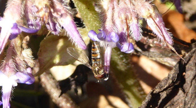 A visitor from Eastern Europe and a winter hoverfly – Lockdown Nature Walks 12