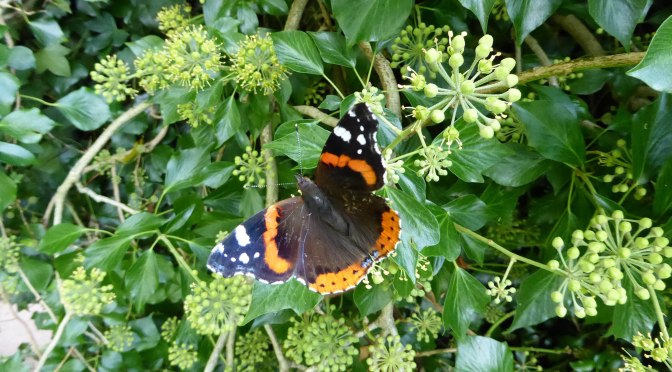 The red admiral – an admirable butterfly