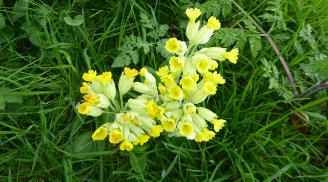 Spring flowers at Cogden in west Dorset