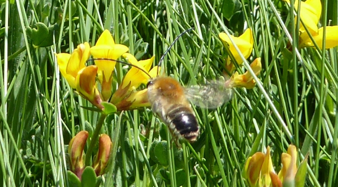 Long-horned bees along the south Devon coast