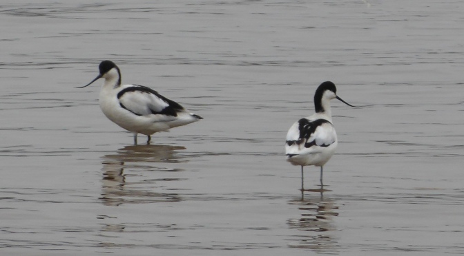 Where there’s mud there’s birds – a visit to Topsham in East Devon to find the avocets