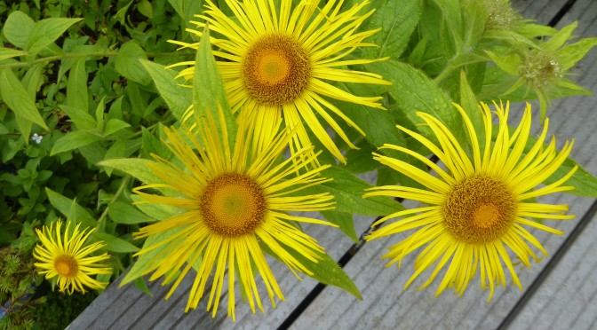 Elecampane, a plant loved by insects, by humans and by birds